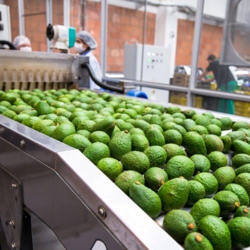 México es el principal proveedor mundial de aguacate.